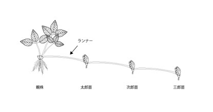 いちごの子株を増やす