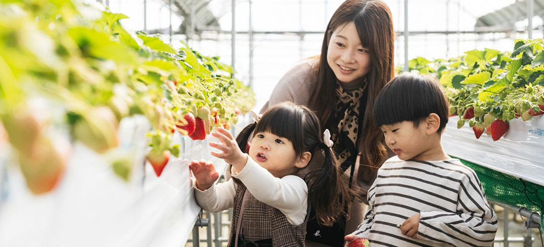 いちご狩りについて