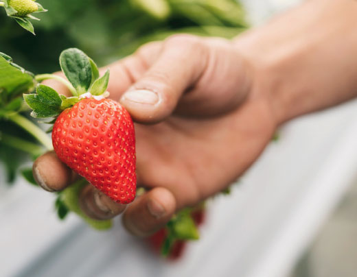 いちご狩りについて